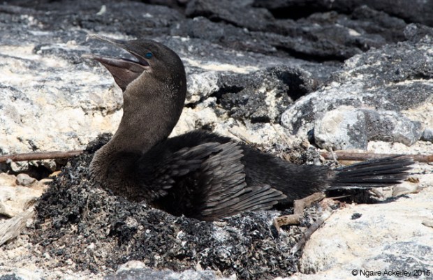 Flightless Cormorant, Fernandina Island