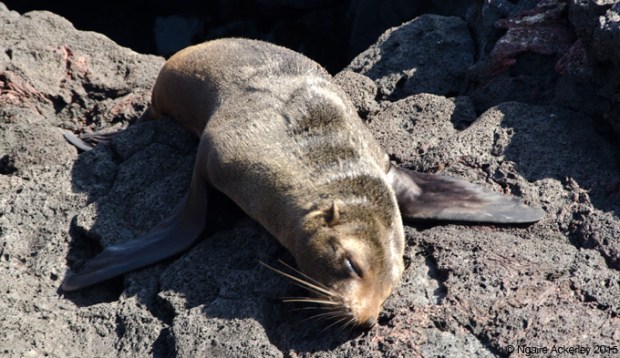 Fur sea lion, Santiago