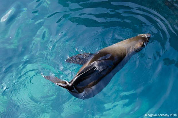 Fur sea lion playing in water