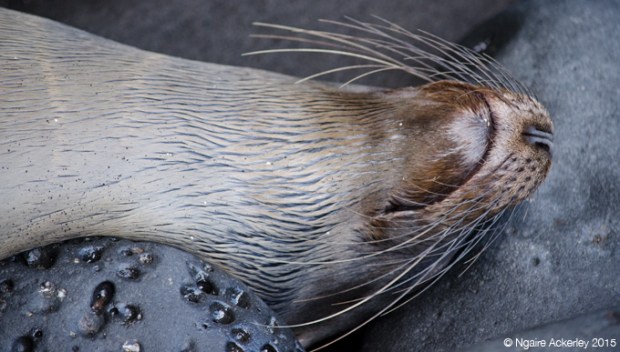 Fur sea lion sleeping