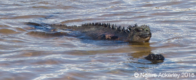 Swimming Marine Iguana, Santa Cruz