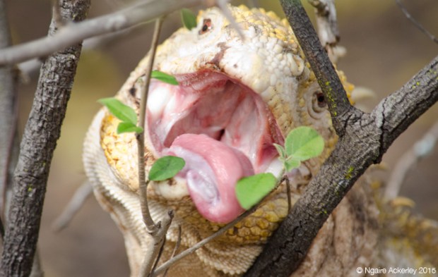 Land Iguana, Isabela Island
