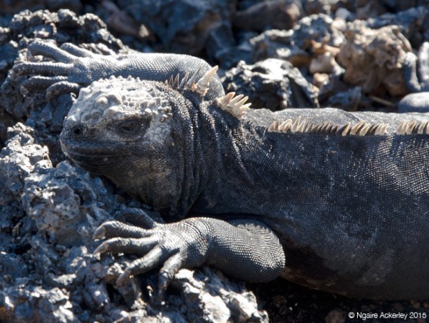 Marine Iguanas on Islote Tinoreras