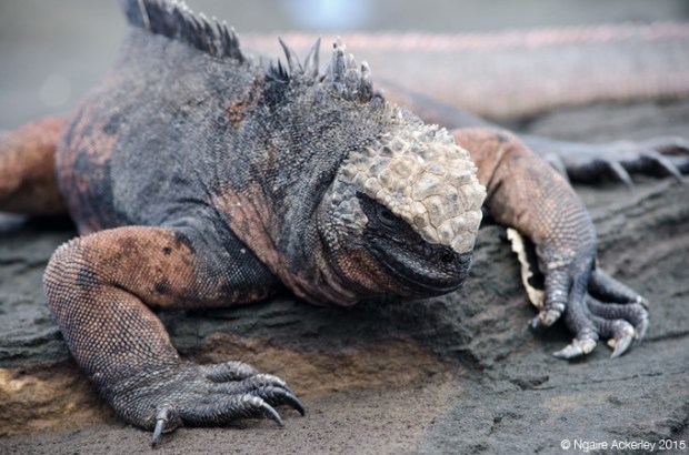 Marine Iguana, Santiago