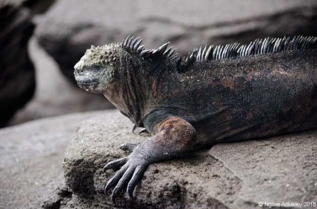 Marine Iguana, Santiago