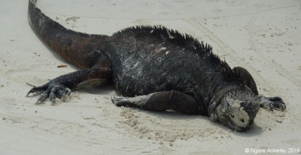 Marine Iguana, Tortuga Bay (feeling a bit like me sometimes)