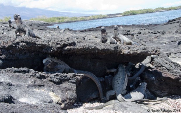 Marine Iguanas, Fernandina Island