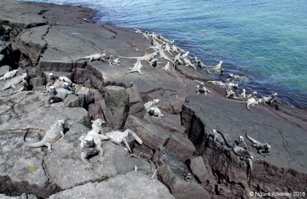 Marine Iguanas, Fernandina Island