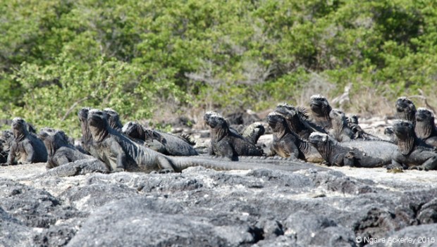 Marine Iguanas, Fernandina Island