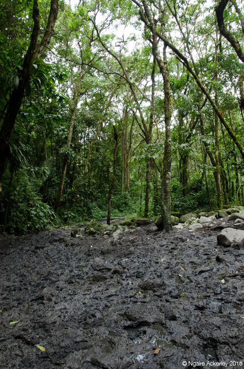 Muddy path in Valle de Cocora