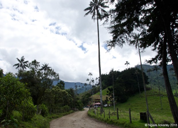 Start of the hike through Valle de Cocora