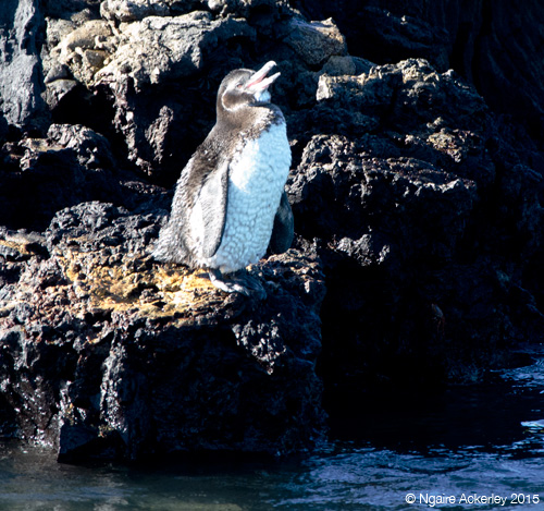 Penguin on Islote Tinoreras