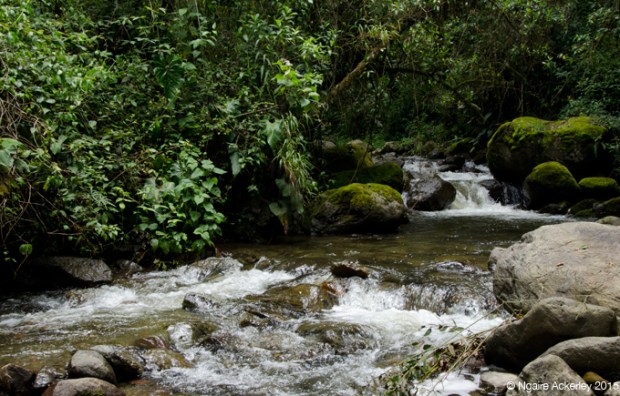 Rivers and waterfalls around Valle de Cocora