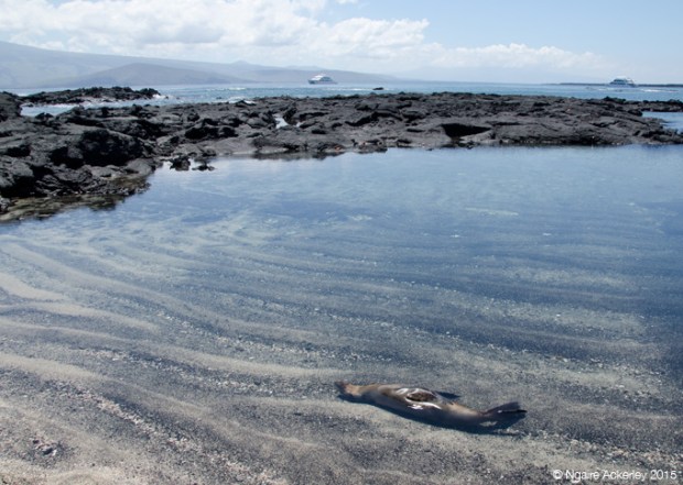 Sea lion relaxing in the water on Fernandina Island