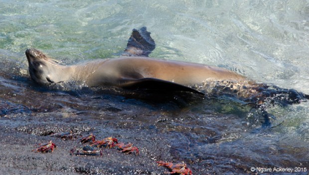 Sea lion