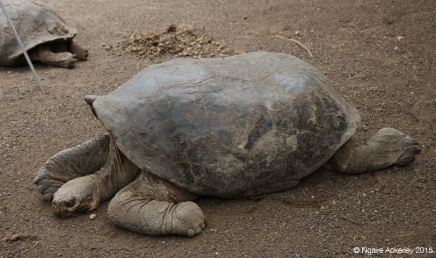 Tortoise in the breeding centre in Isabela