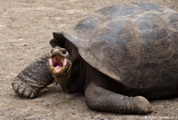 Tortoise in the breeding centre in Isabela