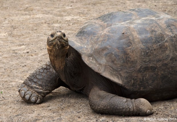 Tortoise in the breeding centre in Isabela