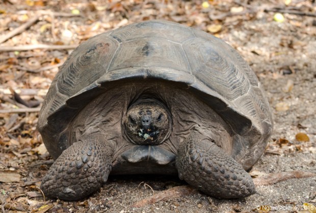 Tortoise (free to roam), Isabela Island