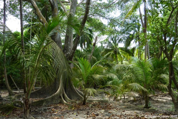 Walking through Tayrona National Park
