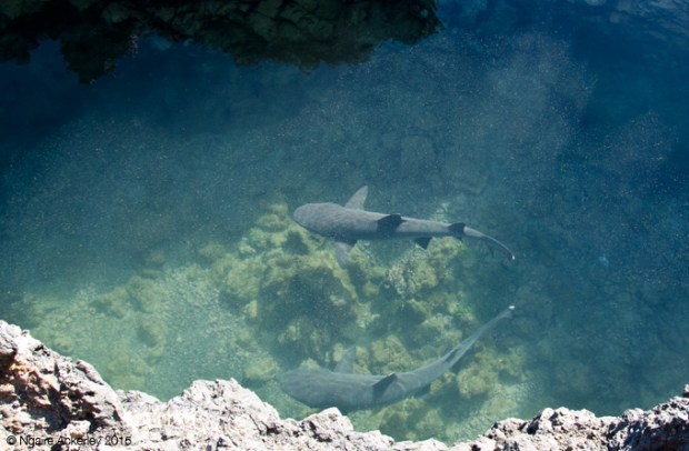 White tipped sharks on Islote Tinoreras