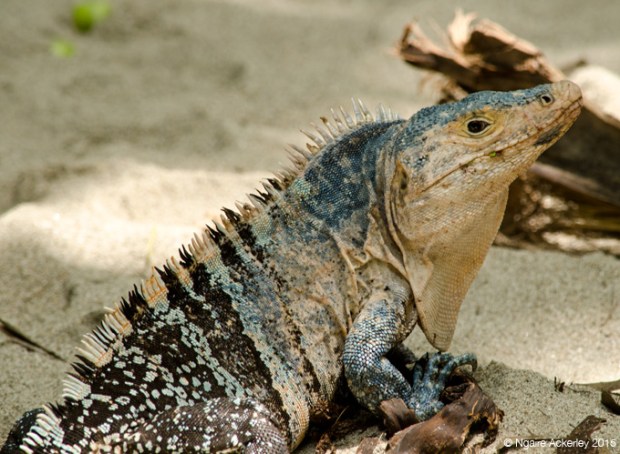 Another iguana/lizard in Manuel Antonio National Park