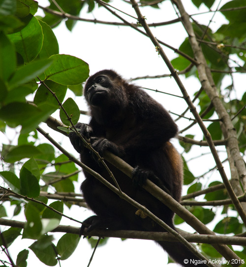 Howler monkey, Cahuita National Park