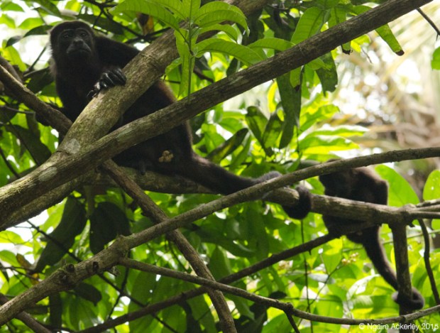 Howler monkeys in Cahuita National Park, Costa Rica