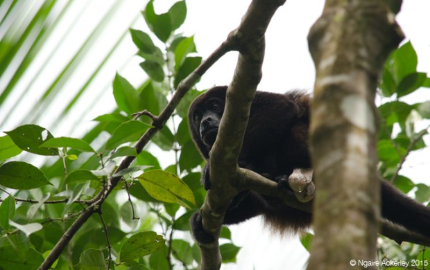 Howler Monkey, Cahuita National Park