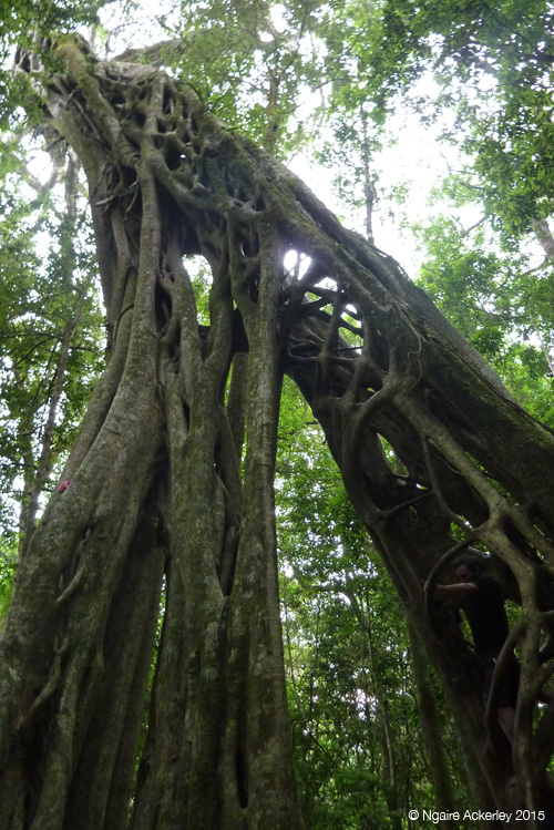 Fig Tree - you can climb up inside 