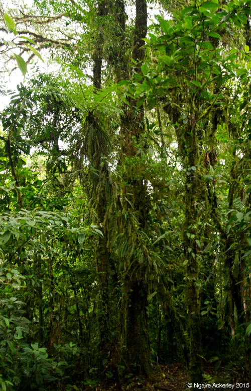 Santa Elena National Park