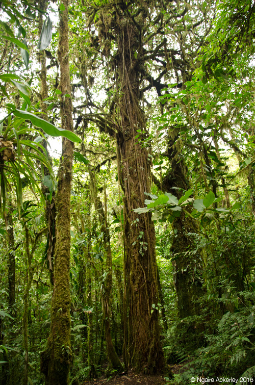 Santa Elena National Park