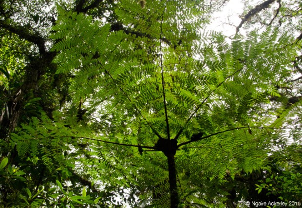 Santa Elena National Park