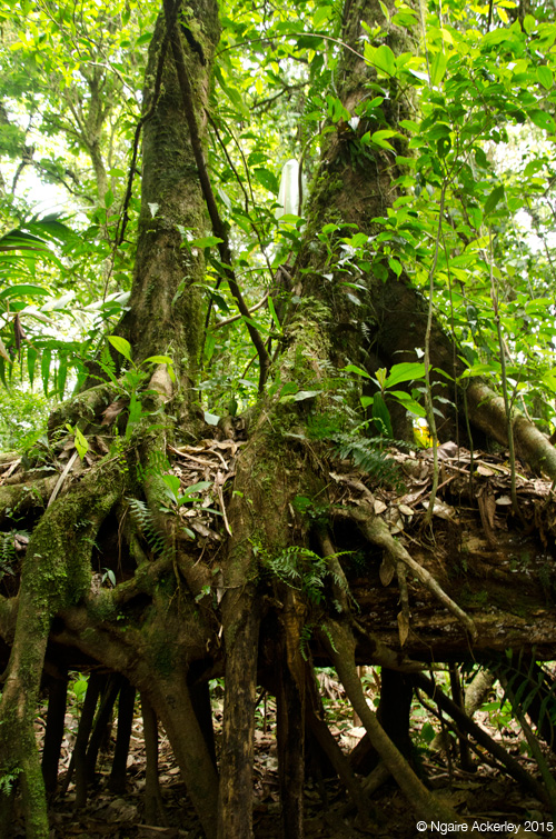 Santa Elena National Park