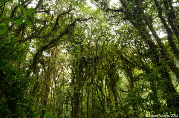 Santa Elena National Park, Monteverde