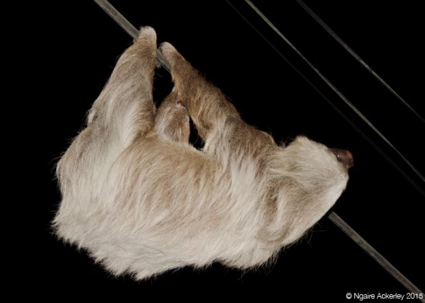 Sloth crossing the road