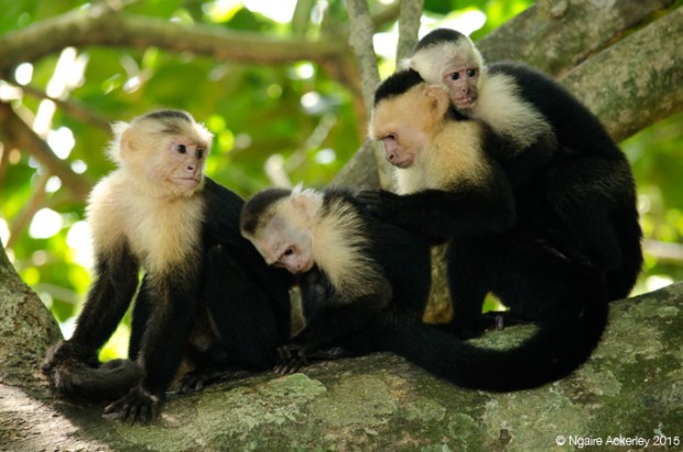 White headed Capuchin Monkeys in Manuel Antonio National Park, Costa Rica