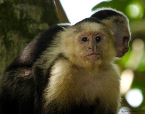 White Headed Capuchin Monkey and baby