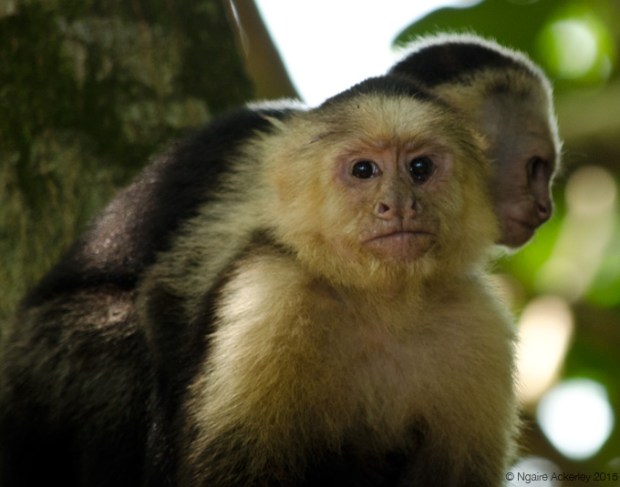 White Headed Capuchin Monkey and baby
