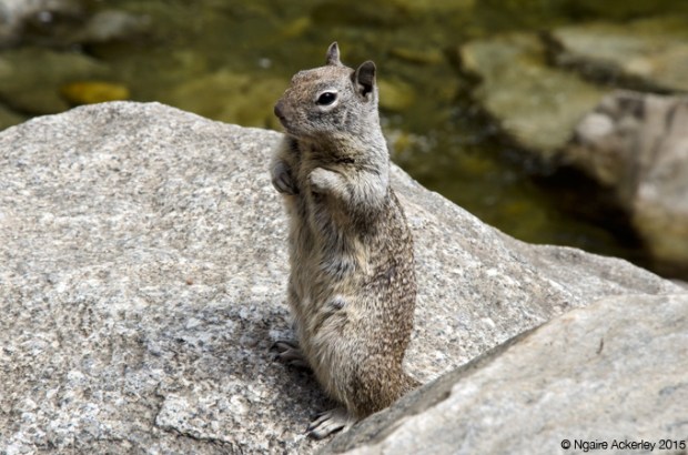 Ground Squirrel, Yosemite National Park