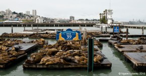 Pier 39 sealions