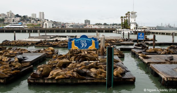 Pier 39 sealions