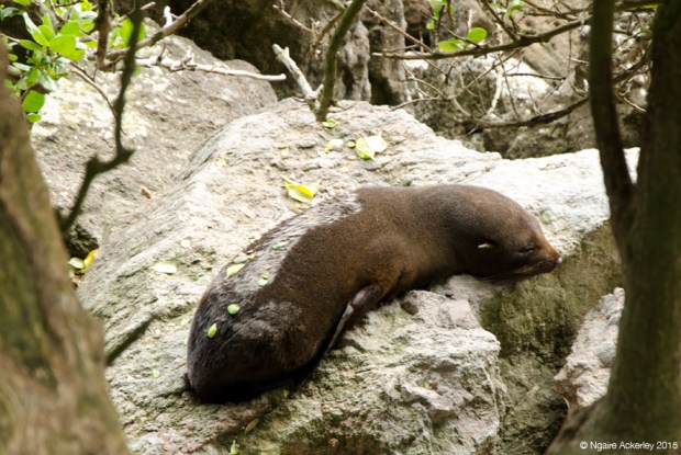 Sea lion at Mt. Maunganui