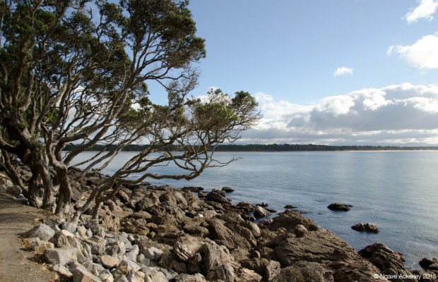 Trees and rocks along Mt. Maunganui