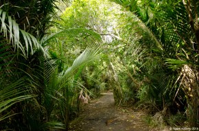 Path to Kitekite Falls