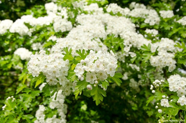 Flowers on Tobin's Track