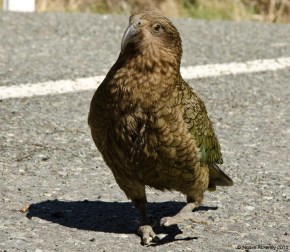 New Zealand native bird - the Kea