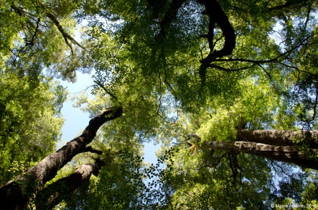 Entrance to Lake Gunn walk