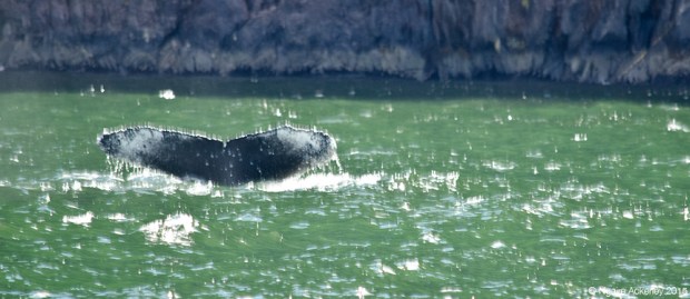 Humpback whale in Milford Sound