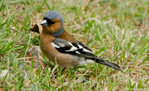 A little bird that joined me around Lake Wanaka